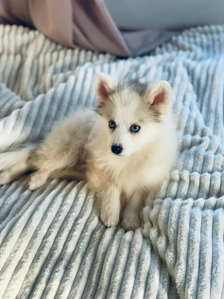 9Class завел себе щенка