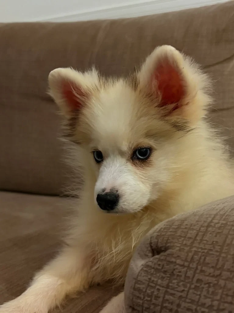 9Class завел себе щенка