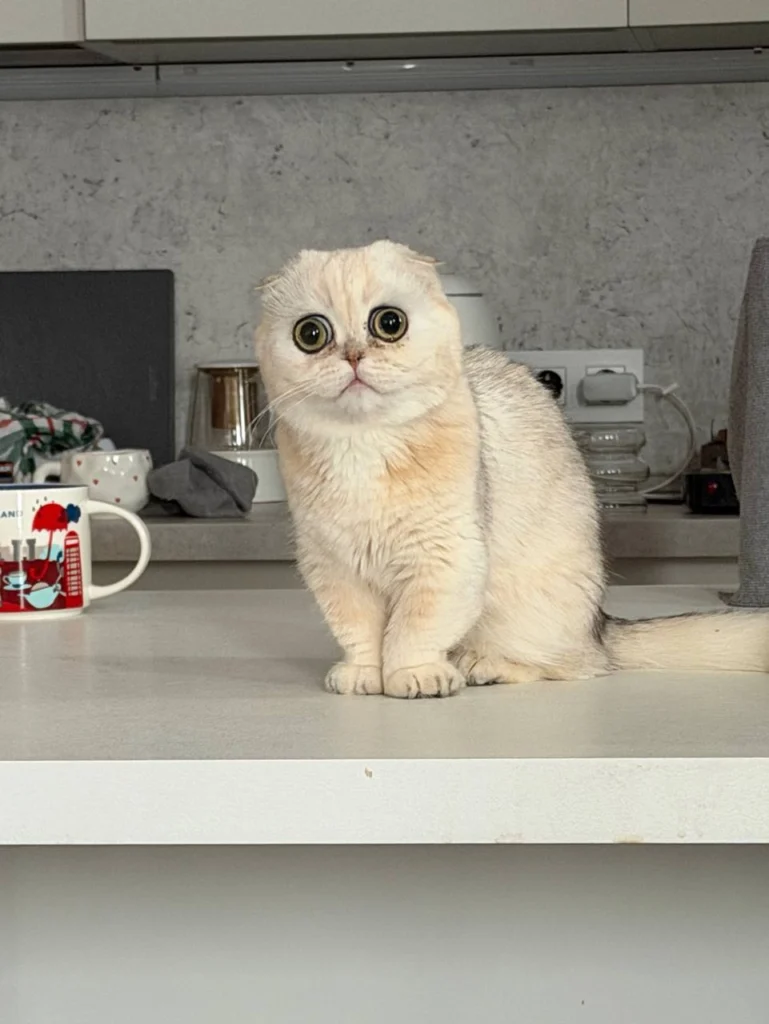 Биография Strogo