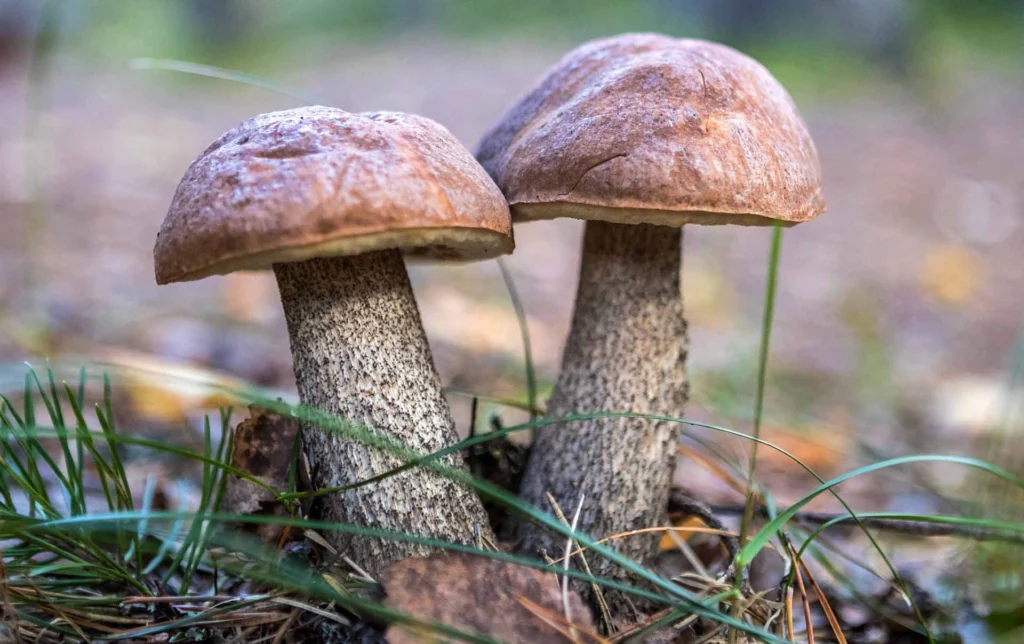 В 7.41 добавили 16 нейтралок. Что они делают и зачем их брать