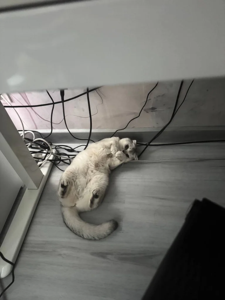 Биография hypetried